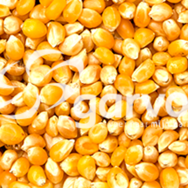 Popcorn maize