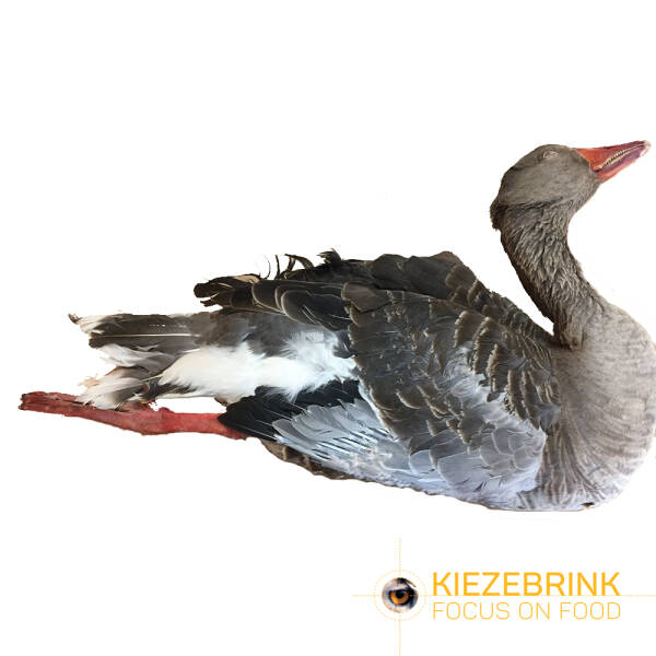 Goose With Feathers - Cat. 2 - ca. 350 kg Goose With Feathers - Cat. 2 - ca. 350 kg