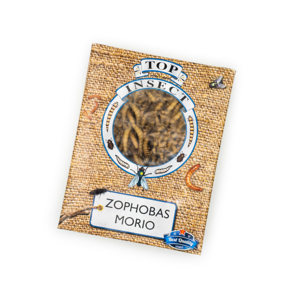 Moriowormen Moriowormen