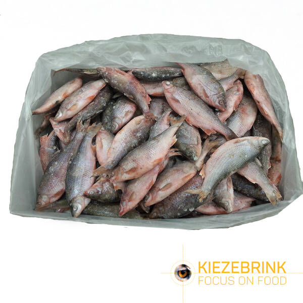 Fresh water fish IQF - 15 kg box