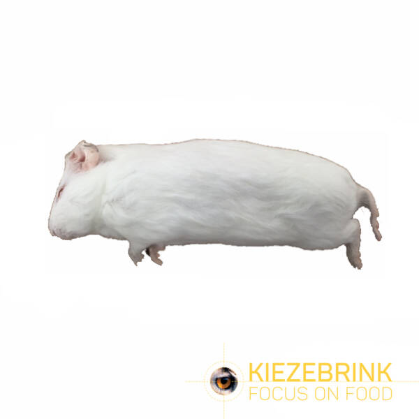 Guinea Pig S ( Guinea Pig S (