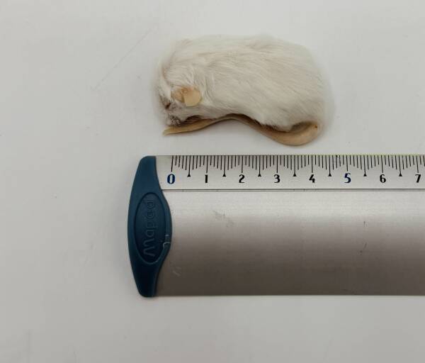 Mice crawler 6-10 g