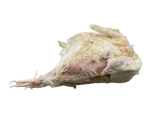 Spanish Ex-layer Quail (150-200g)