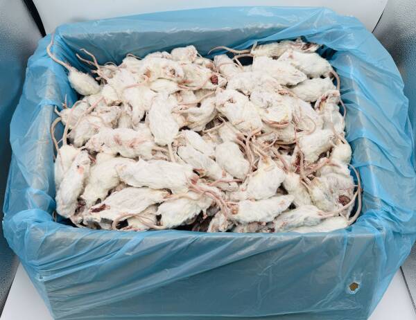 Mix Mice (6-40 g) B-quality
