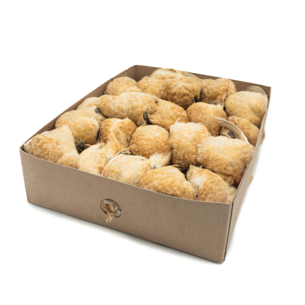 Spanish Quail L (220-320g)