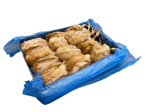 Poussin (500-600g)