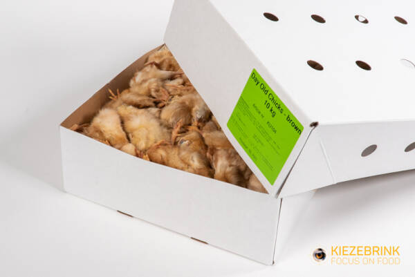 Brown Day old chicks (White Box)