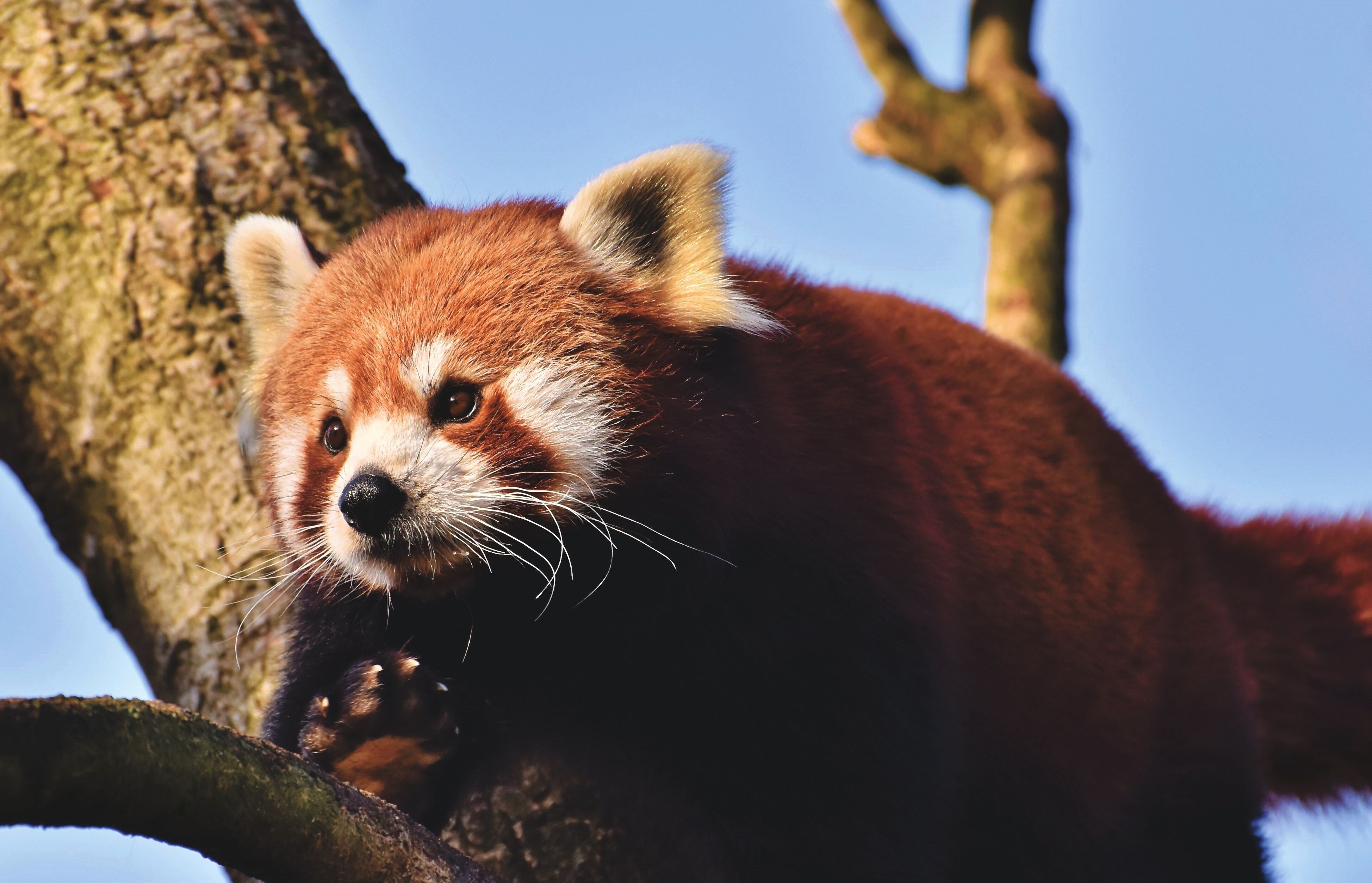 DK Red Panda Hi-fibre diet | Kiezebrink Focus on Food