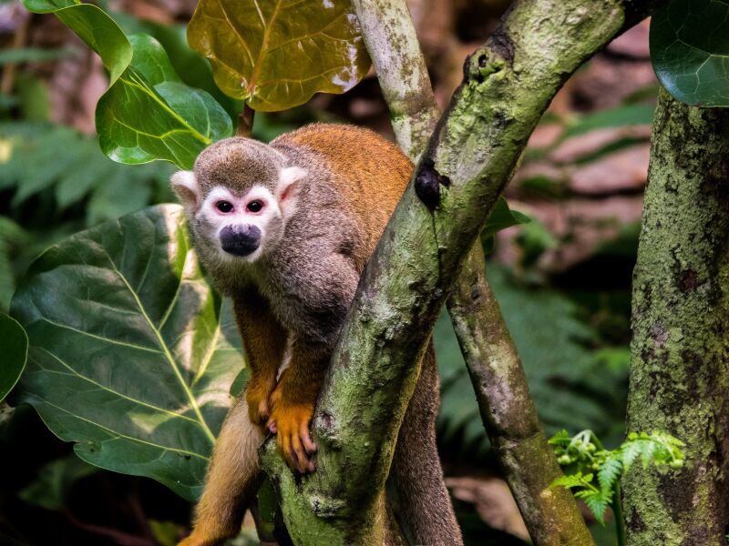 squirrel monkeys eating